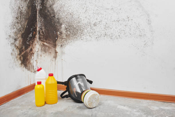 Best Mold Removal Company Near Me  in Rainier, WA
