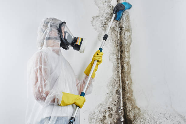 Best Emergency Mold Removal  in Rainier, WA