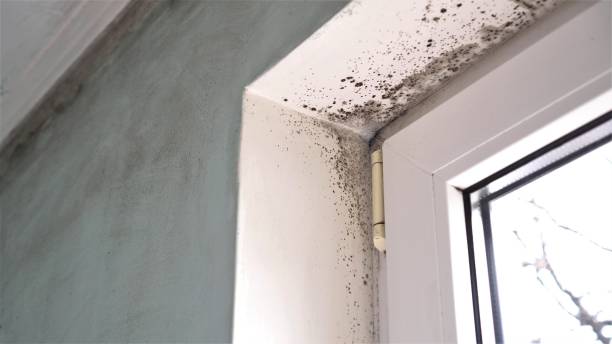Best Professional Mold Removal  in Rainier, WA