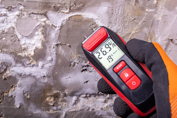 Best Commercial Mold Removal  in Rainier, WA