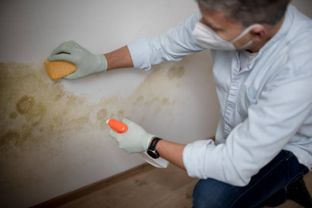 Best Fast Mold Removal  in Rainier, WA