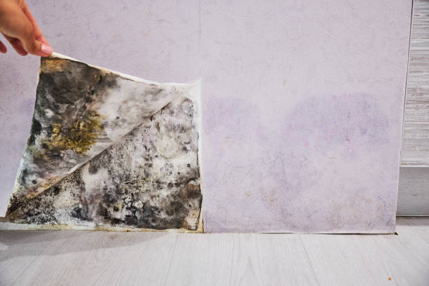Best Mold Removal Process  in Rainier, WA